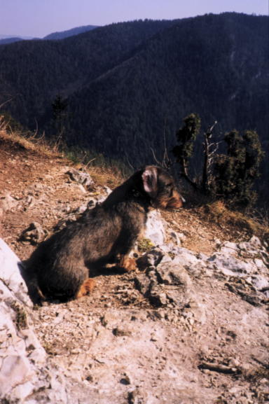 hary16.jpg