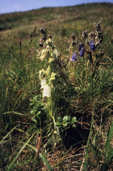 ntatry5.jpg